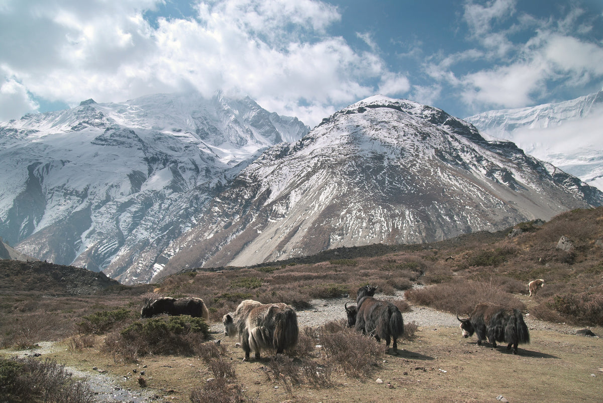 Yak down comforter VICENZA - winter